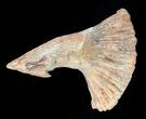 Cretaceous Giant Sawfish (Onchopristis) Rostral Barb #58335-1